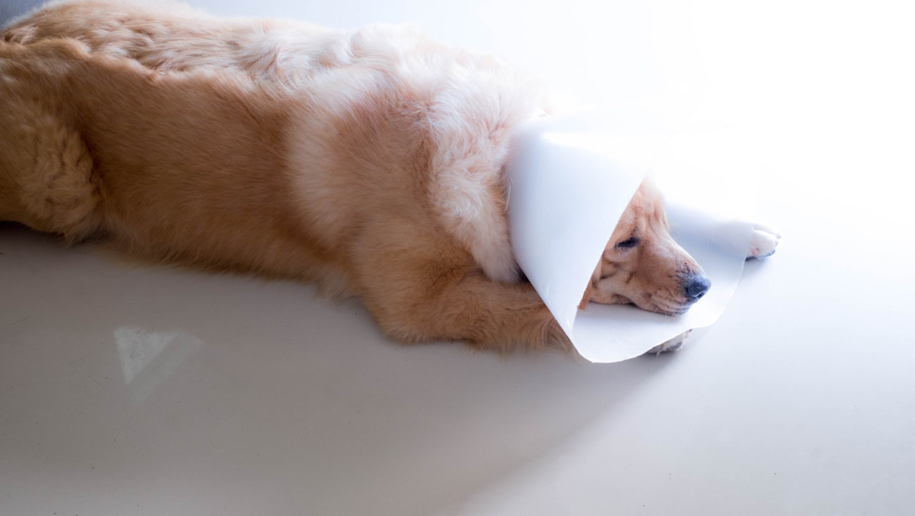 レトリーバー,マダニ