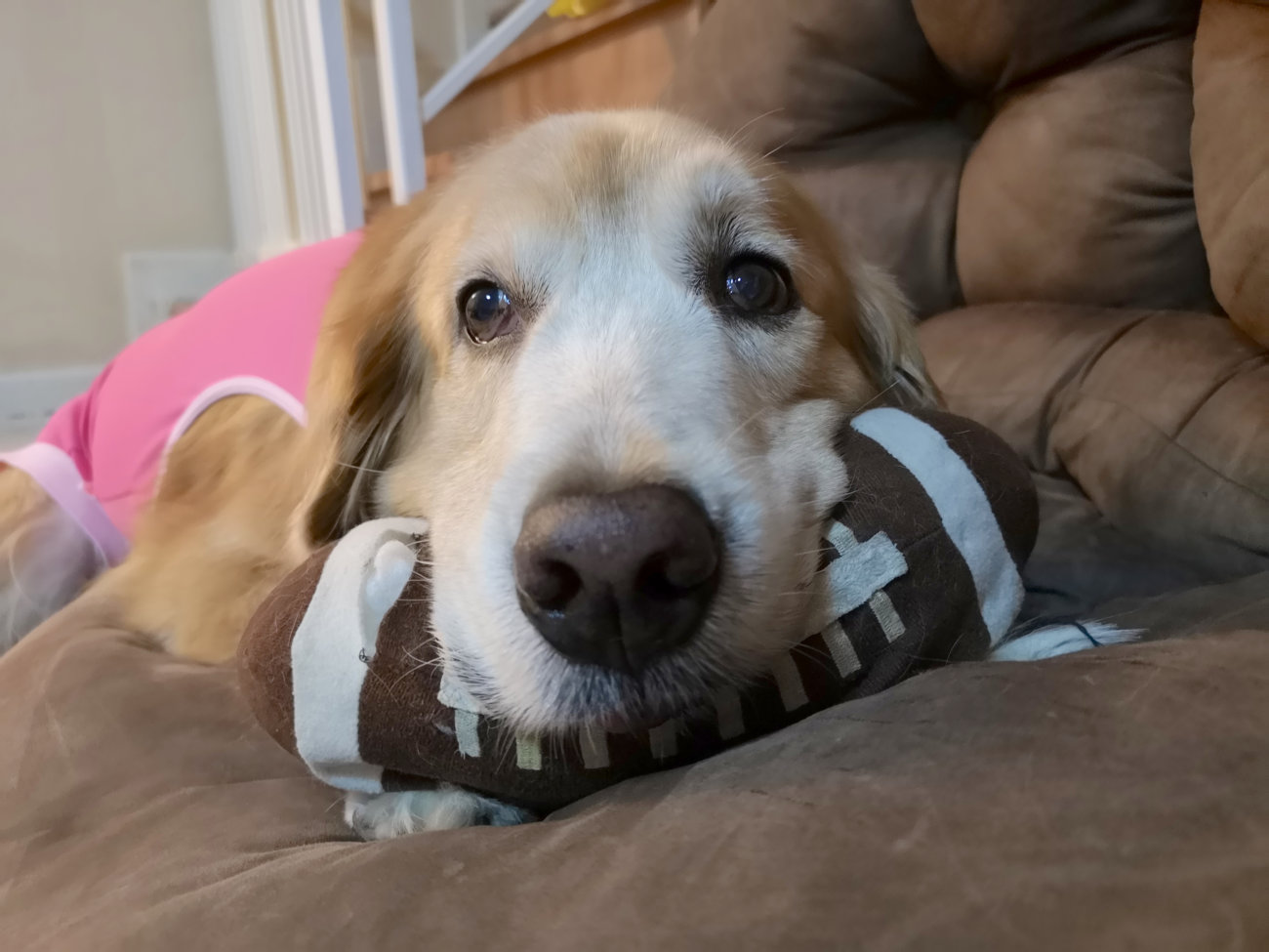 レトリーバー,老犬