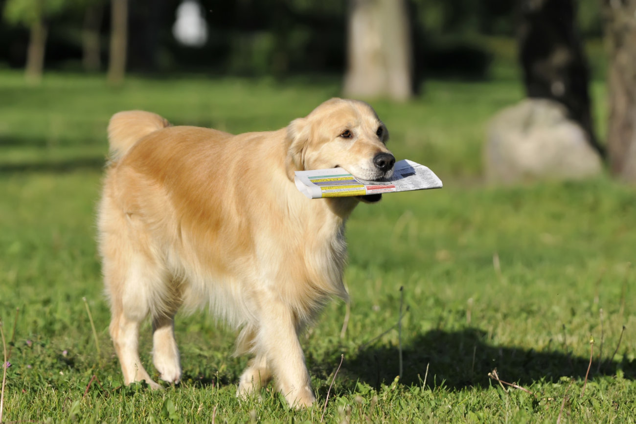 レトリーバー,助ける