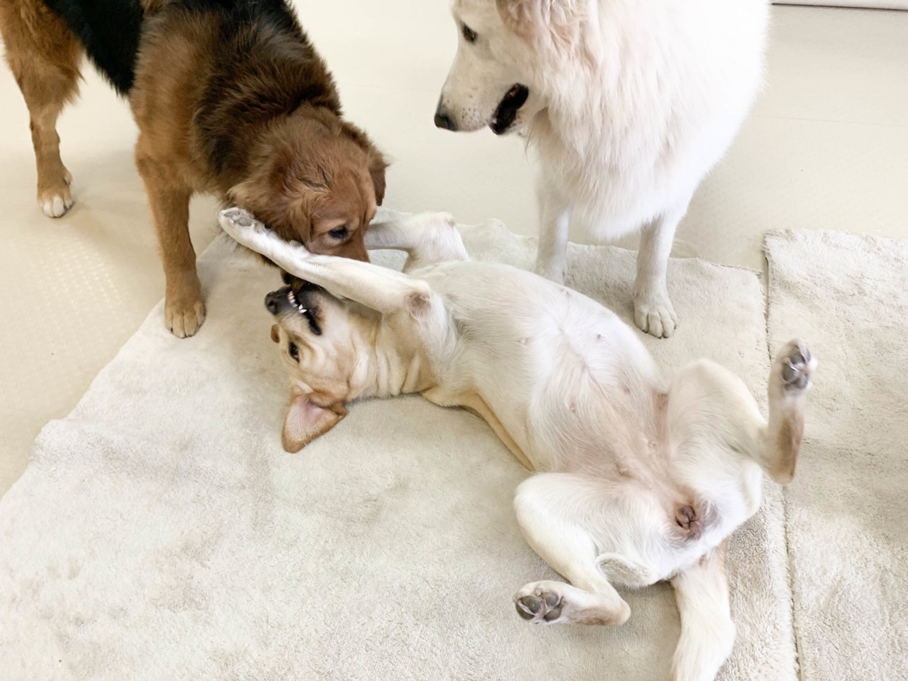 レトリーバー,セラピー犬