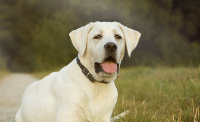 レトリーバー,動画