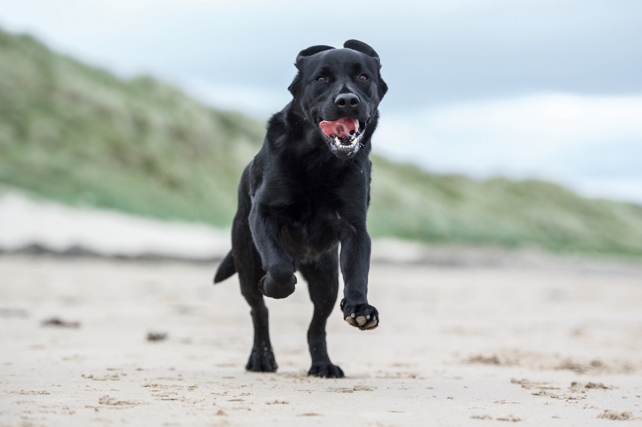 レトリーバー,走る