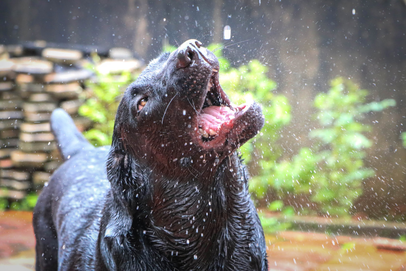 梅雨,レトリーバー