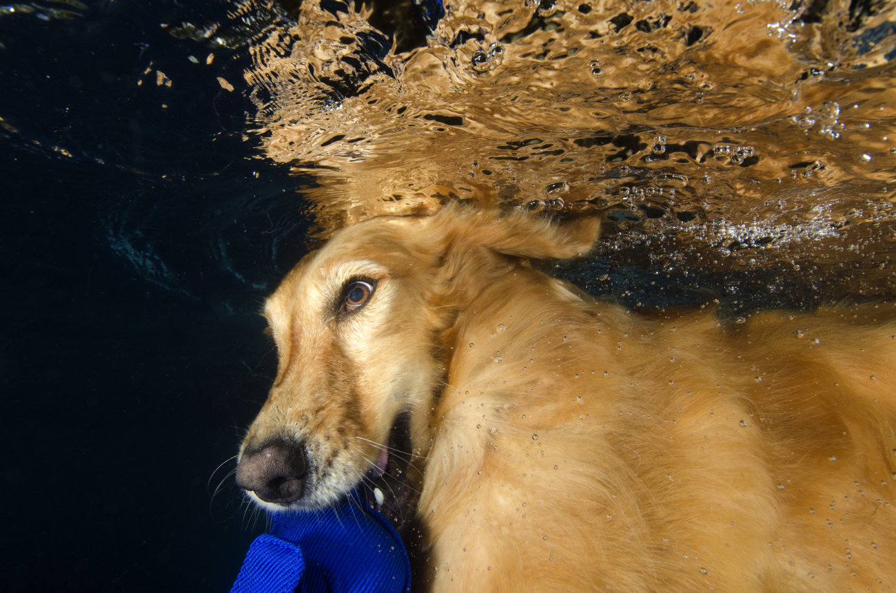 レトリーバー,夏,水中
