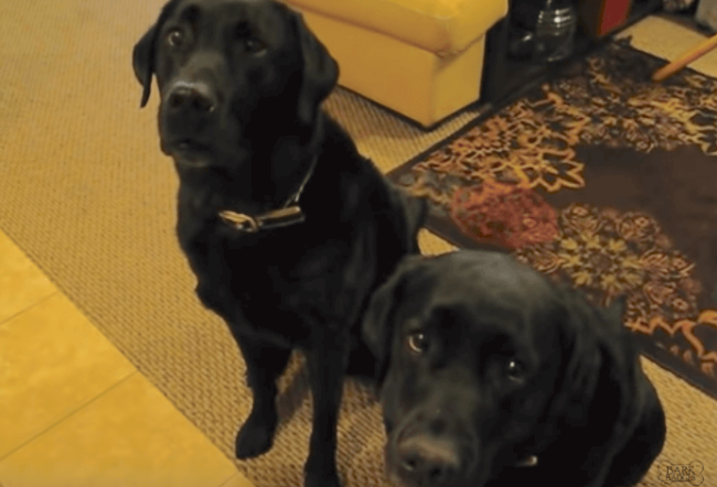 YouTube,ラブラドールレトリーバー