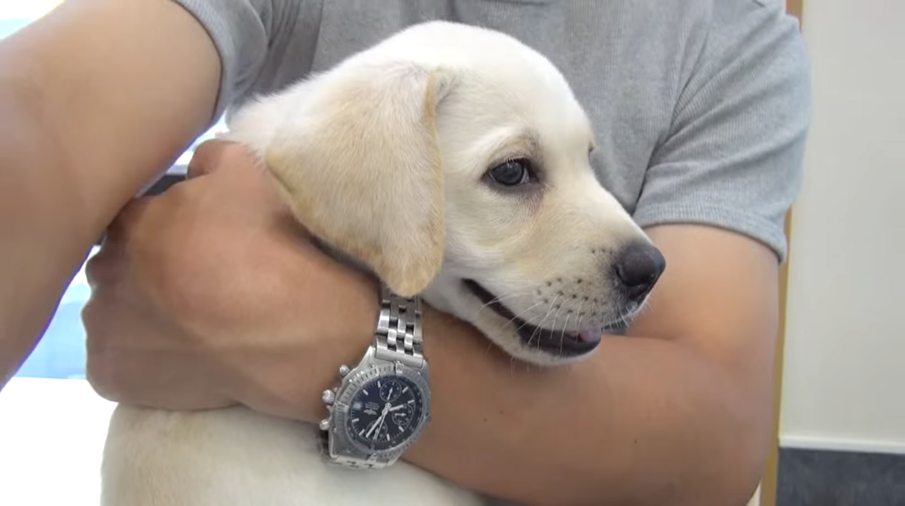 ラブラドールレトリーバー,ワクチン