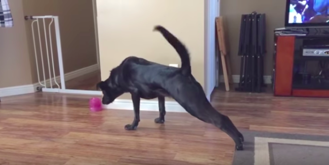 ラブラドールレトリーバー,動画