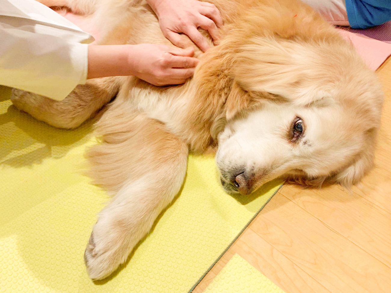 レトリーバー,オゾン療法