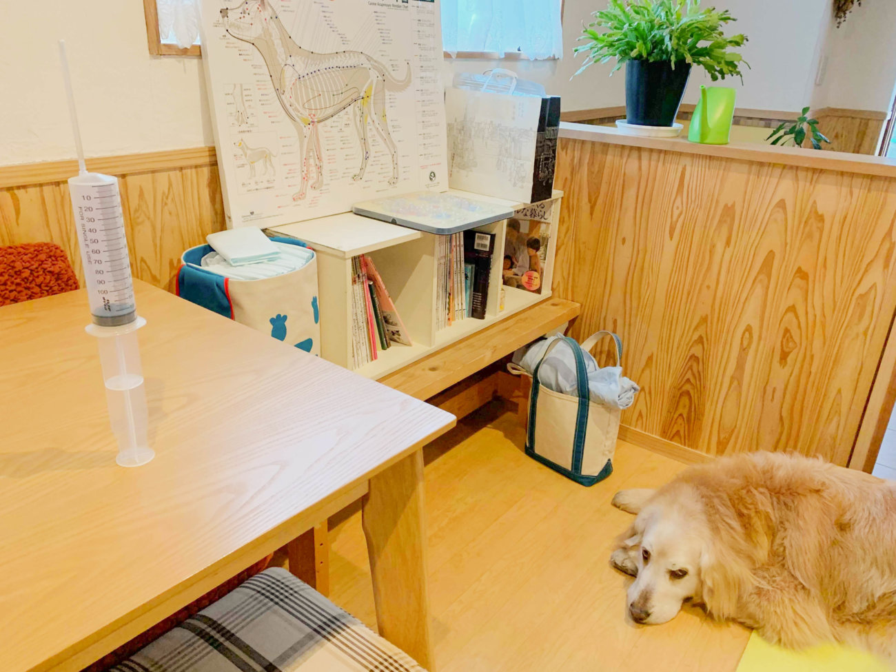 レトリーバー,オゾン療法