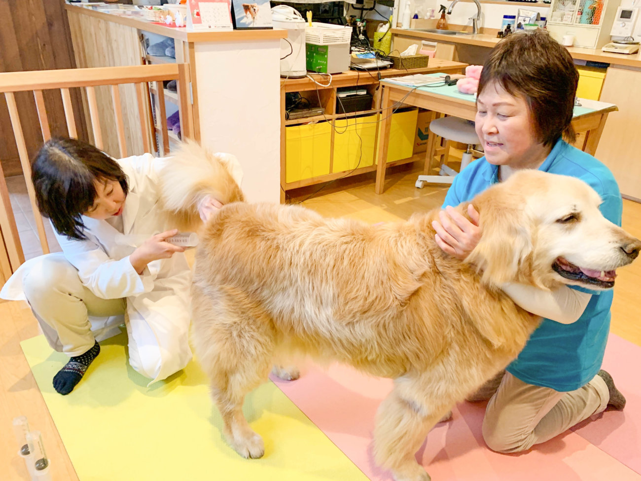 レトリーバー,オゾン療法