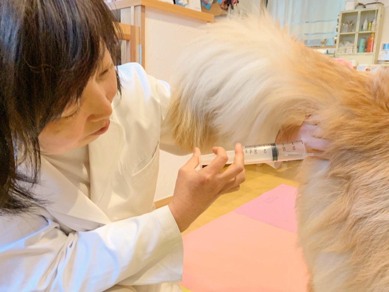 レトリーバー,オゾン療法