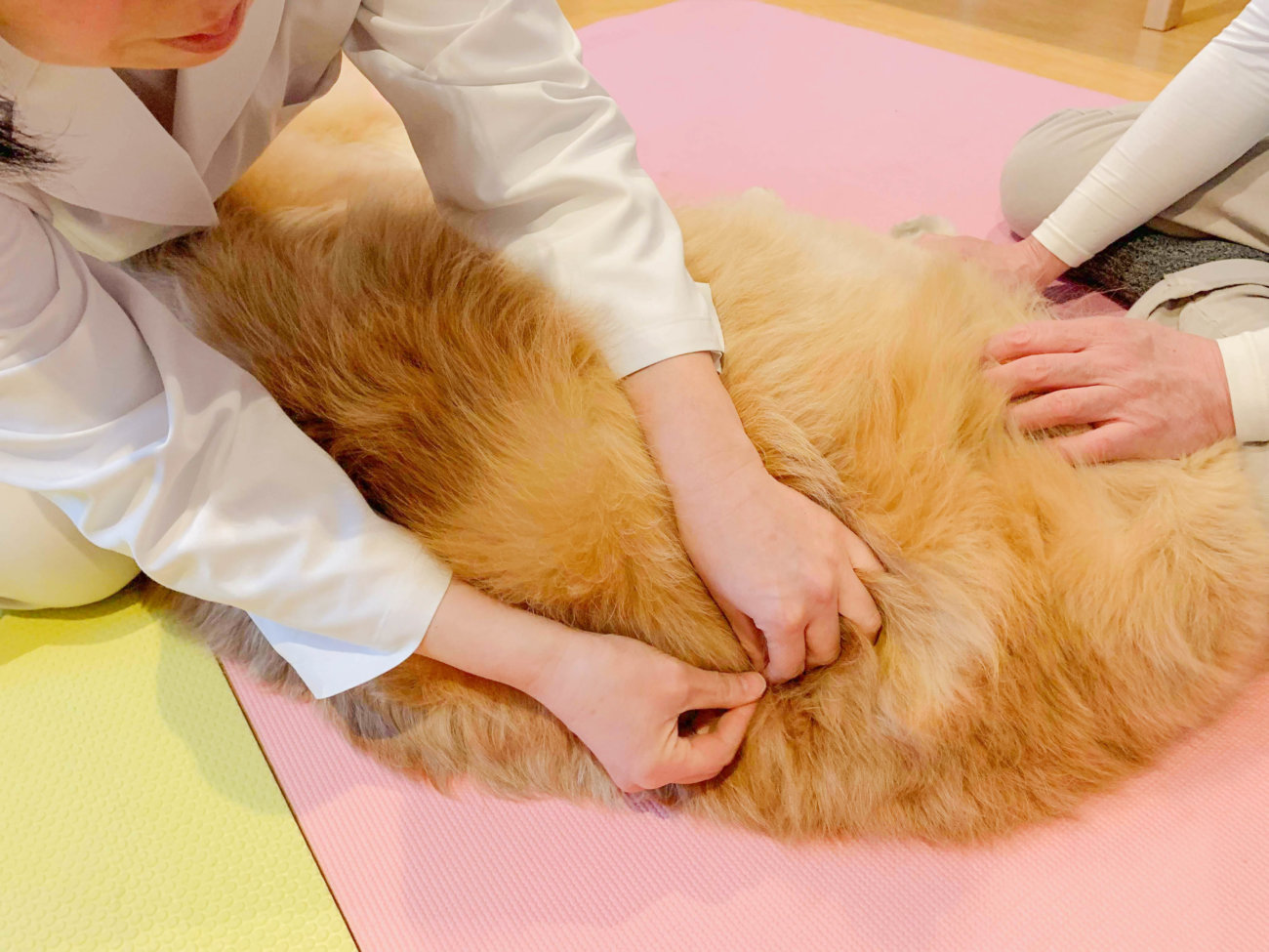 レトリーバー,オゾン療法