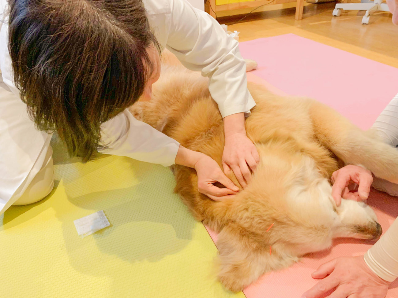 レトリーバー,オゾン療法