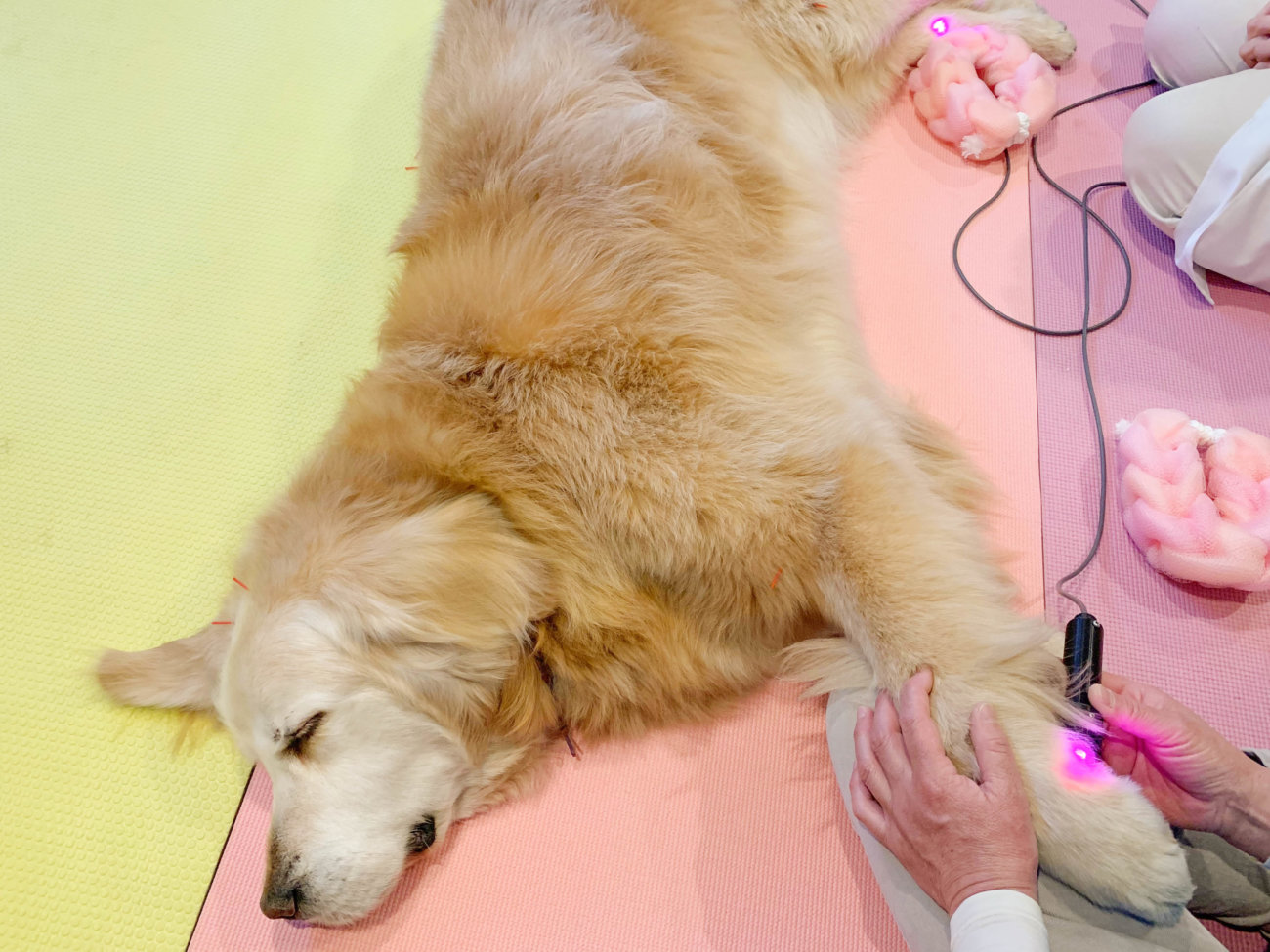 レトリーバー,オゾン療法