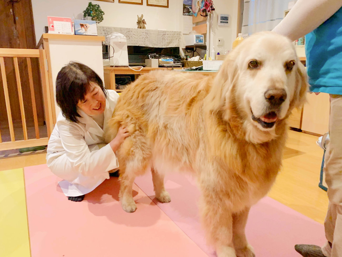 レトリーバー,オゾン療法