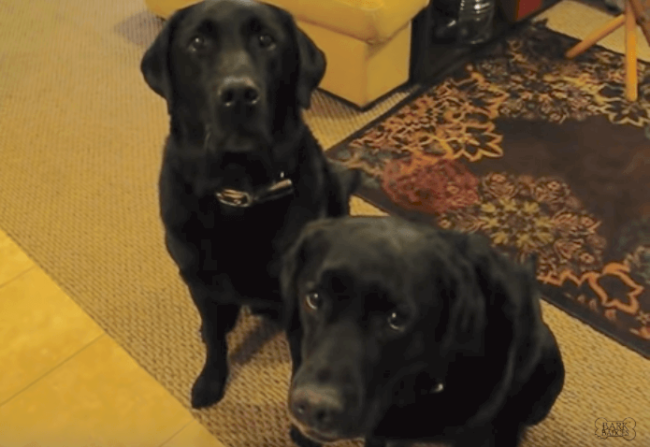 YouTube,ラブラドールレトリーバー