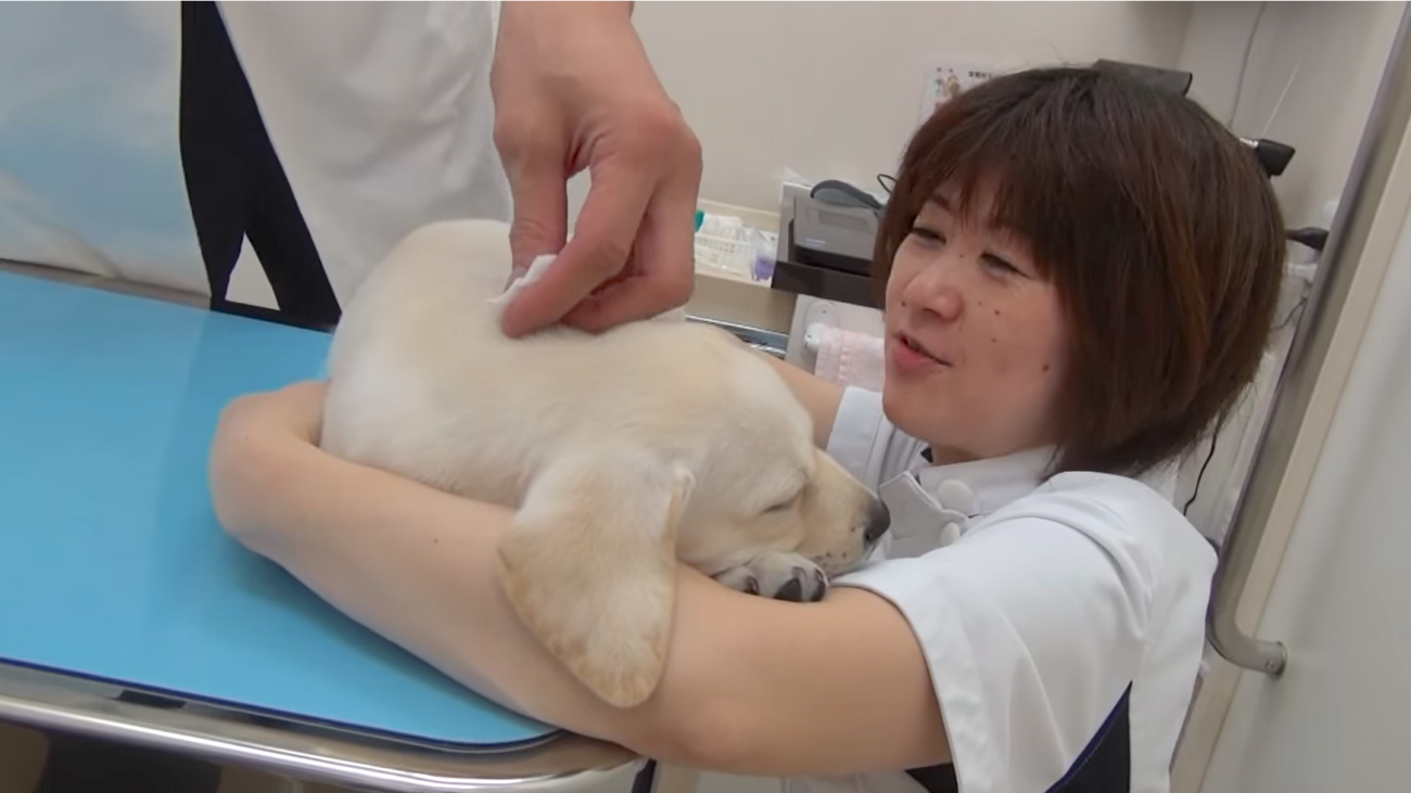 ラブラドールレトリーバー,ワクチン