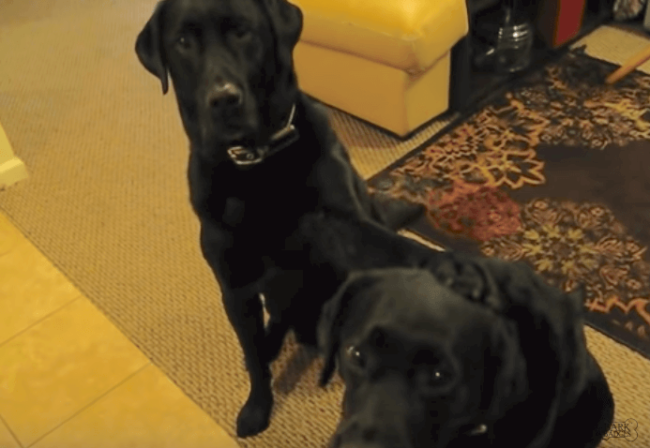 YouTube,ラブラドールレトリーバー