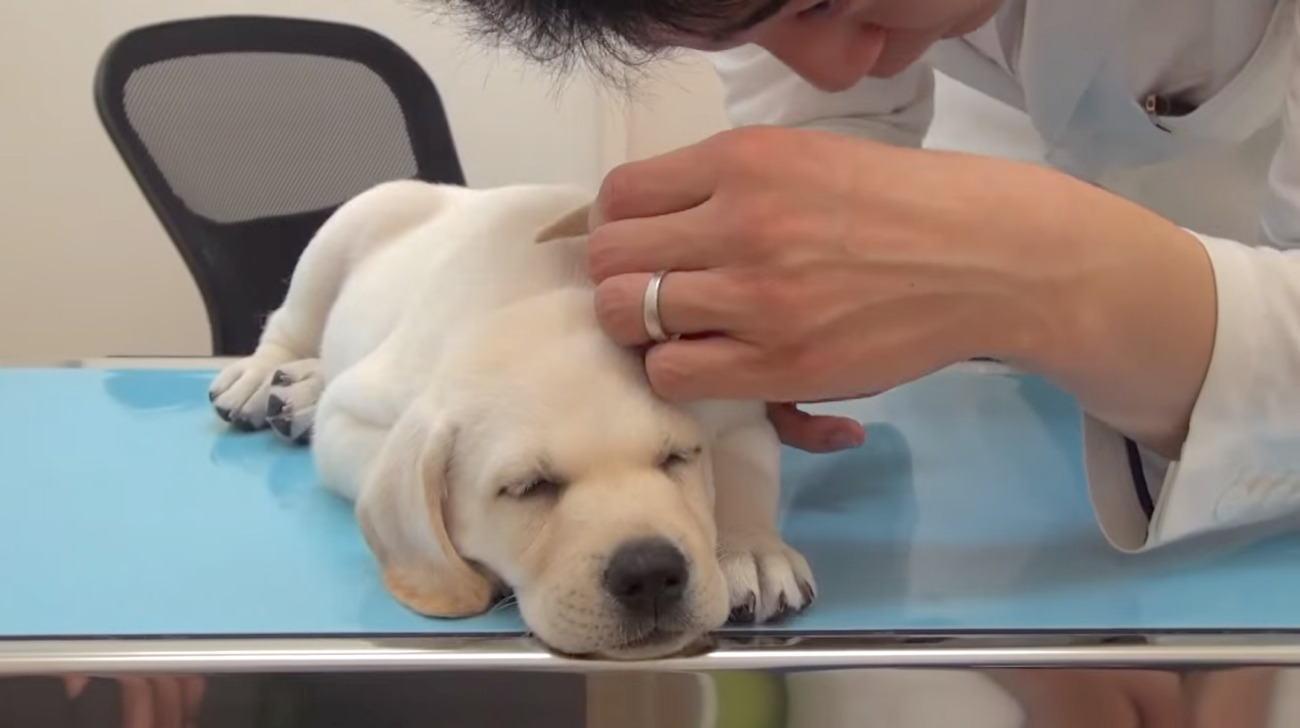 ラブラドールレトリーバー,ワクチン