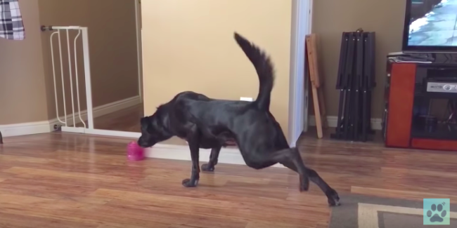 ラブラドールレトリーバー,動画