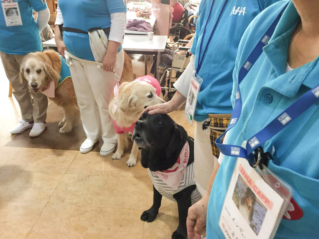 レトリーバー,セラピー犬