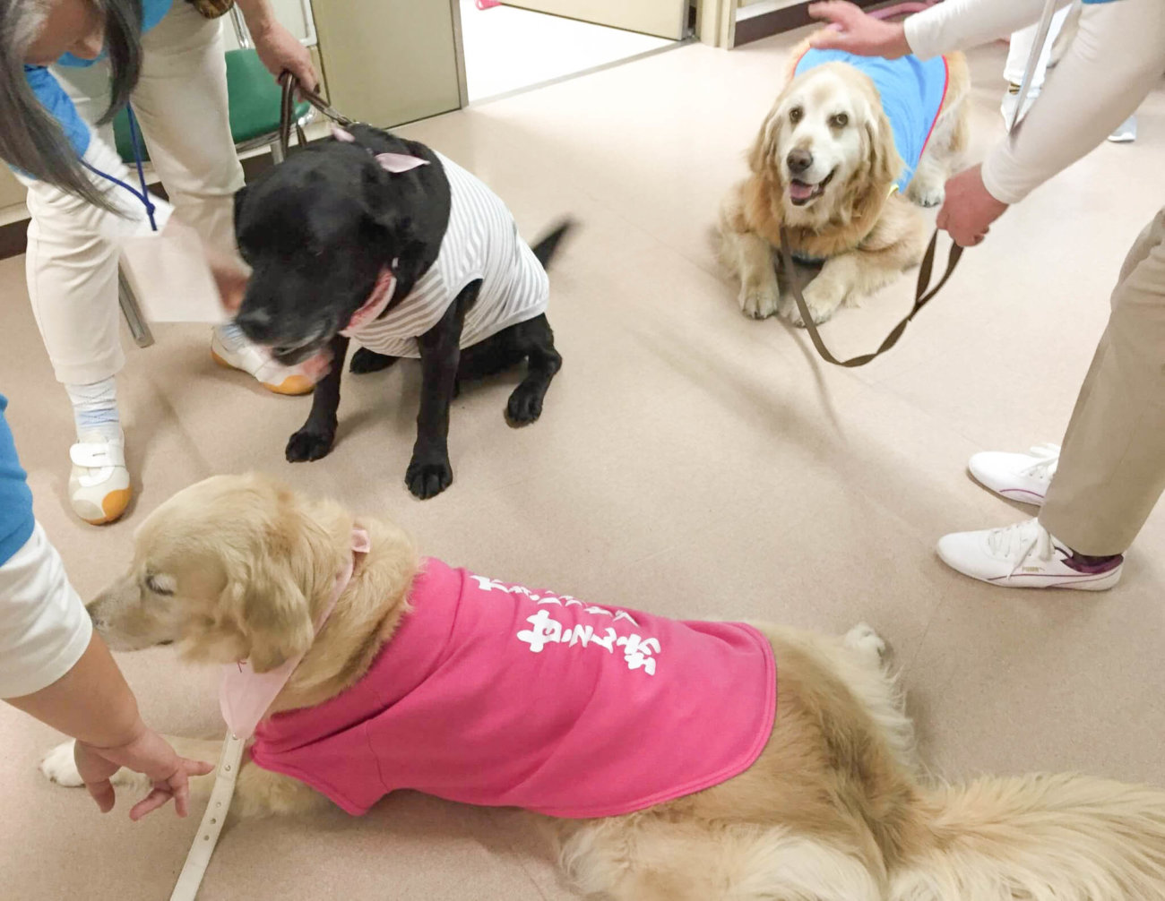 レトリーバー,セラピー犬