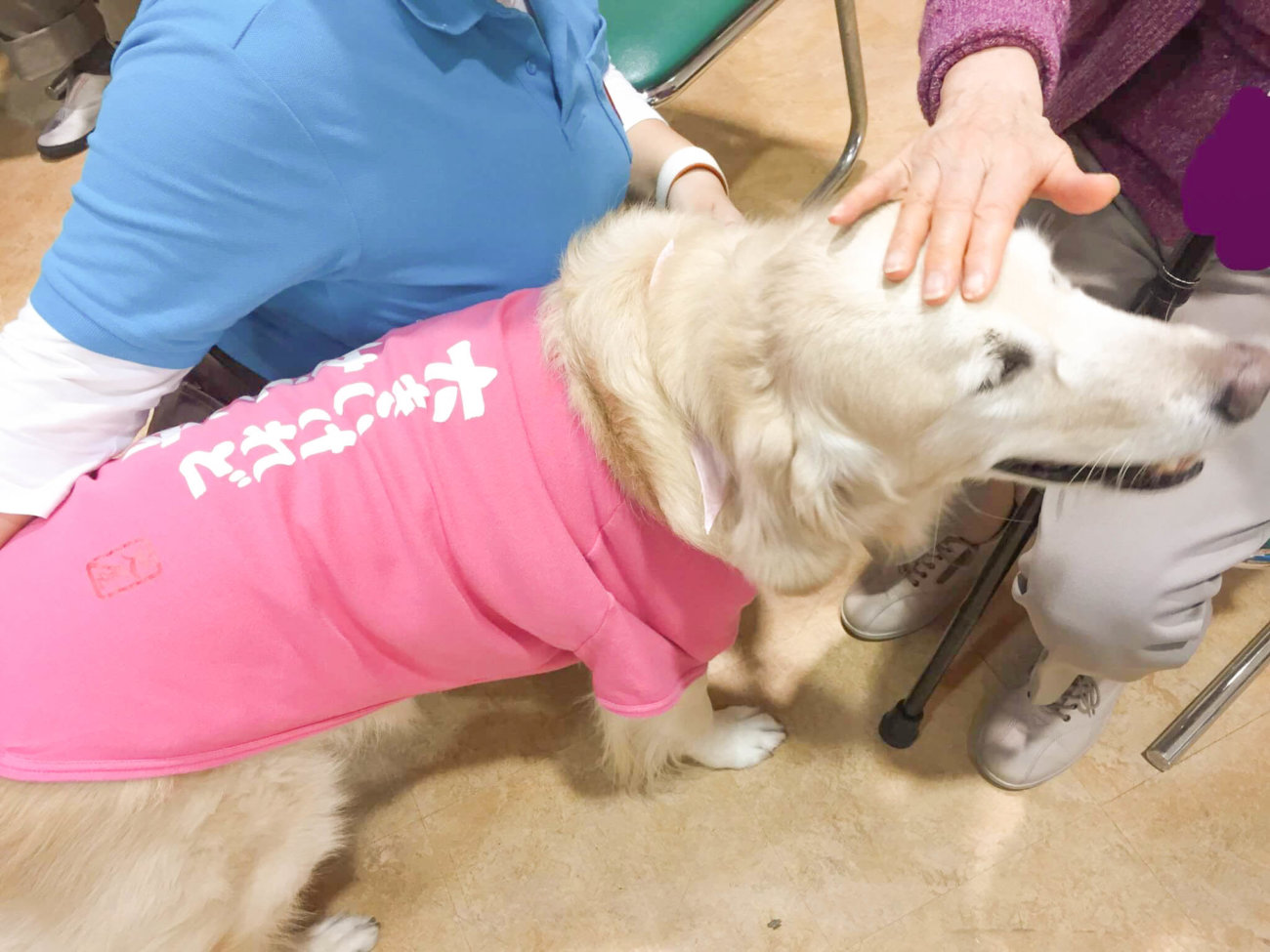 レトリーバー,セラピー犬