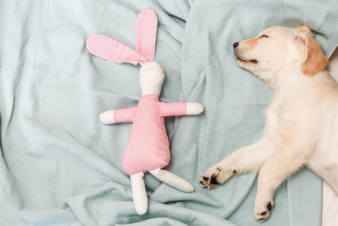 レトリーバー,病院