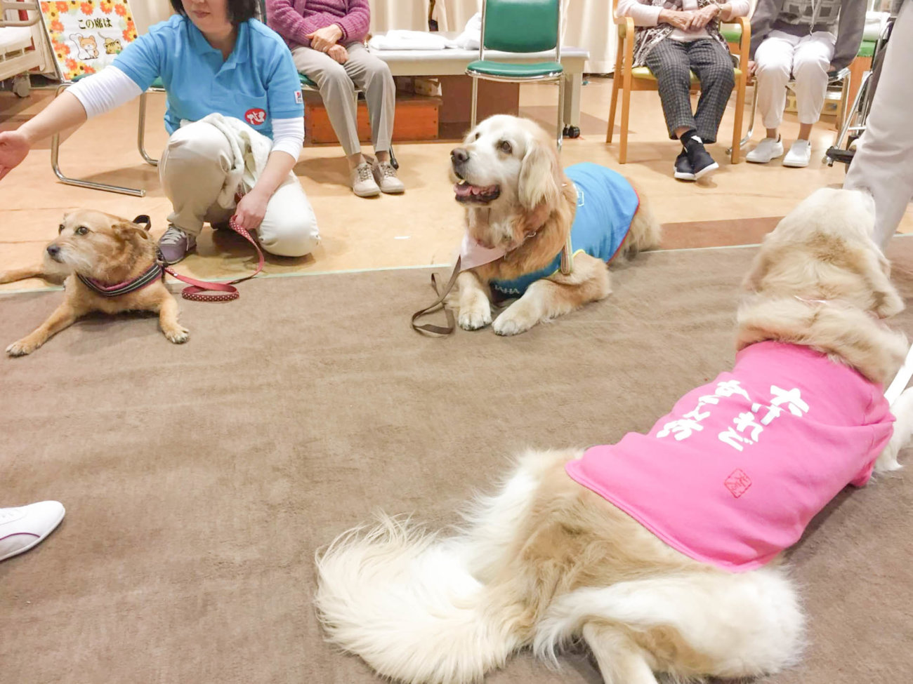 レトリーバー,セラピー犬