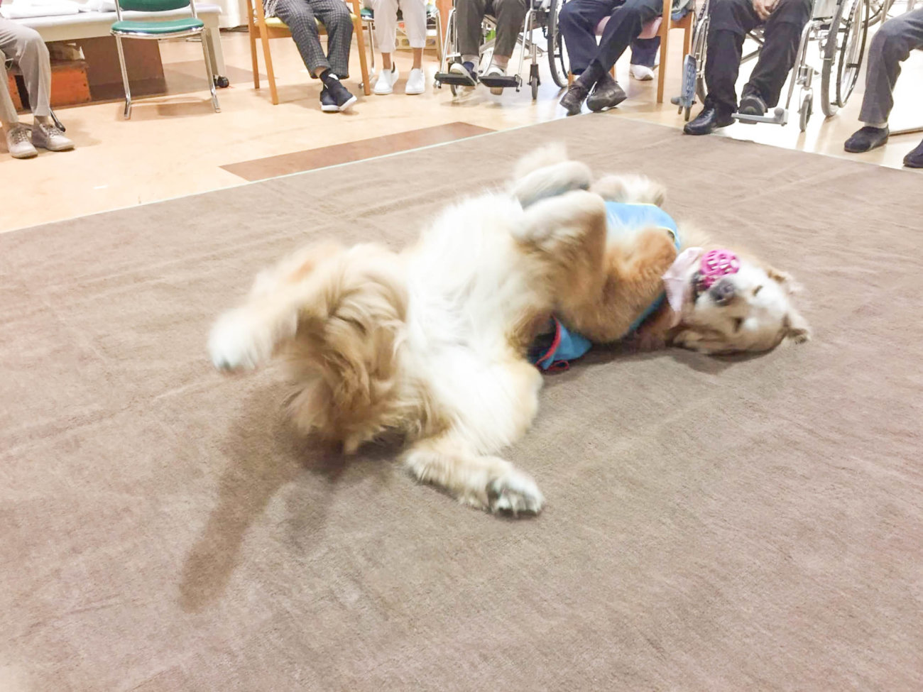 レトリーバー,セラピー犬