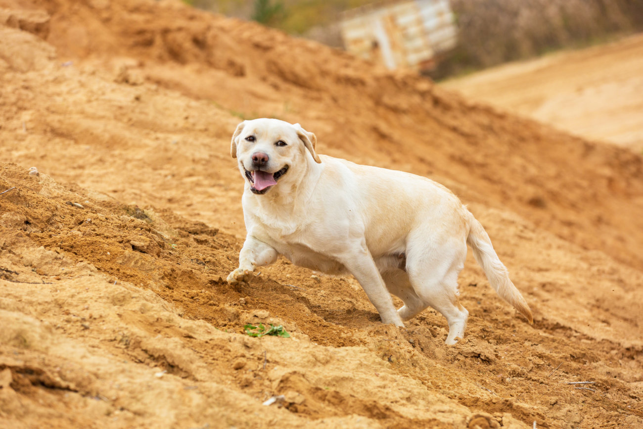 レトリーバー,マウンティング