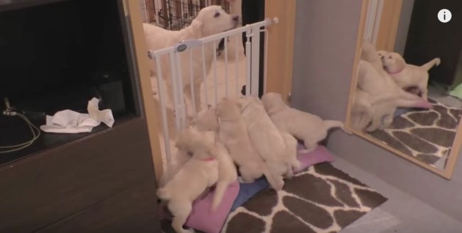 レトリーバー,しつけ,動画