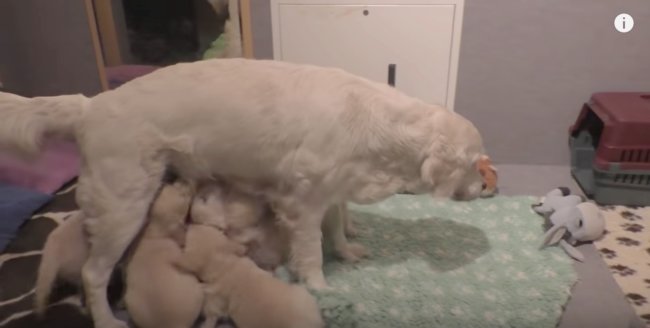 レトリーバー,しつけ,動画