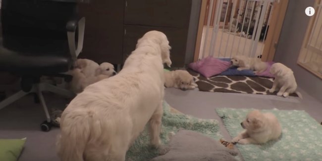 レトリーバー,しつけ,動画