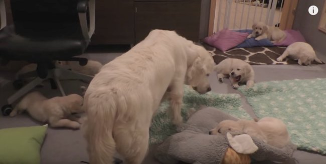 レトリーバー,しつけ,動画