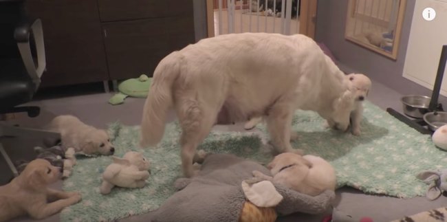 レトリーバー,しつけ,動画