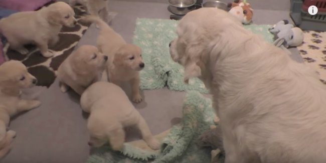 レトリーバー,しつけ,動画