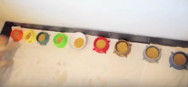 ラブラドールレトリーバー,ごはん