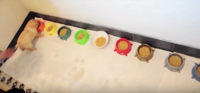 ラブラドールレトリーバー,ごはん