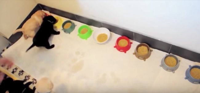 ラブラドールレトリーバー,ごはん