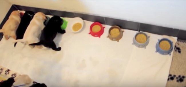 ラブラドールレトリーバー,ごはん