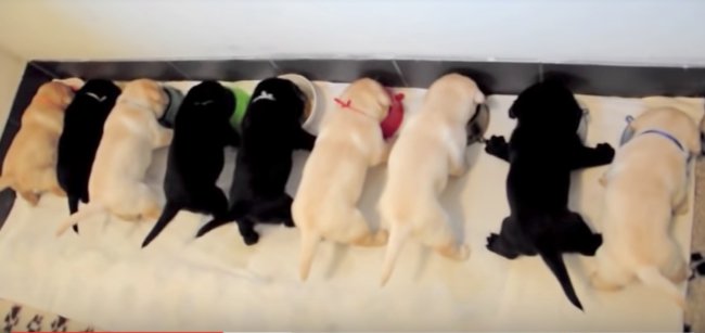 ラブラドールレトリーバー,ごはん