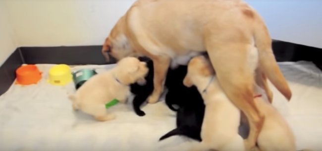 ラブラドールレトリーバー,ごはん