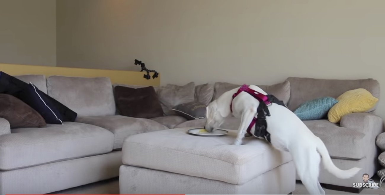 ラブラドールレトリーバー,留守番