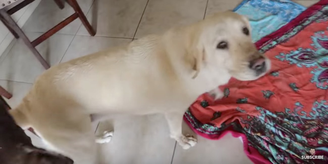 ラブラドールレトリーバー,留守番