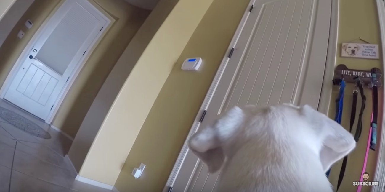 ラブラドールレトリーバー,留守番