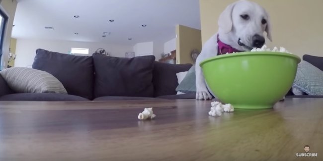 ラブラドールレトリーバー,留守番