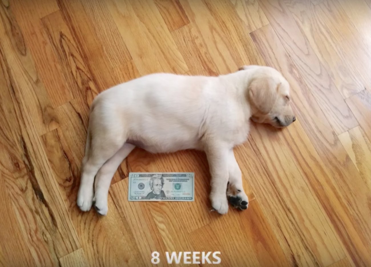 ラブラドールレトリーバー,成長