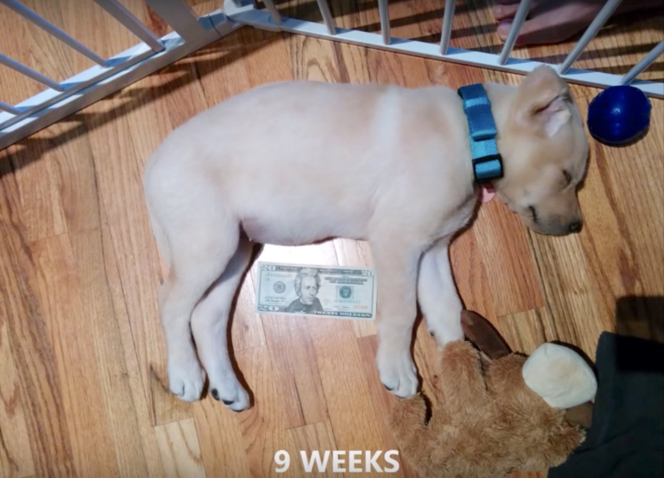 ラブラドールレトリーバー,大きさ