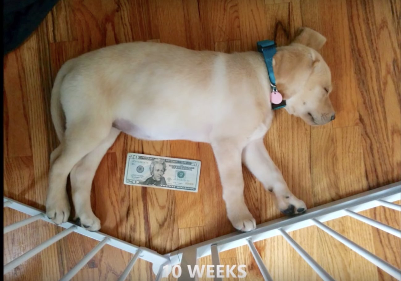 ラブラドールレトリーバー,大きさ